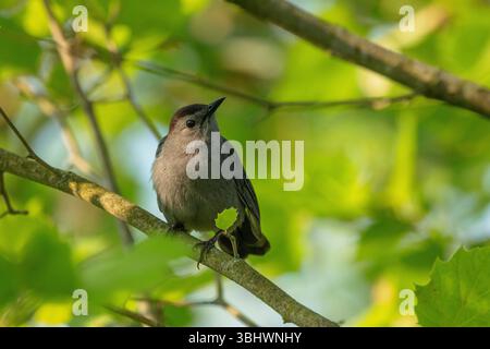 Grauer Katzenvogel, der auf einem Ast thront Stockfoto
