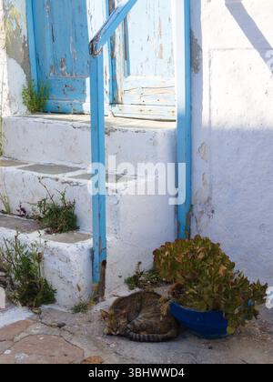 Tabby-Katze, die in Griechenland neben weißen Treppen und blauer Holztür ruht. Stockfoto