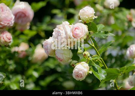 Pfingstrosen blühen im Garten. Floribunda englischer Tee Hybrid Rose hellrosa Blüten. Stockfoto