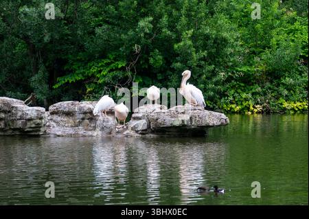 Pelikane im St. James Park in London. Stockfoto