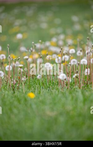 Löwenzahn wächst im Gras. Stockfoto