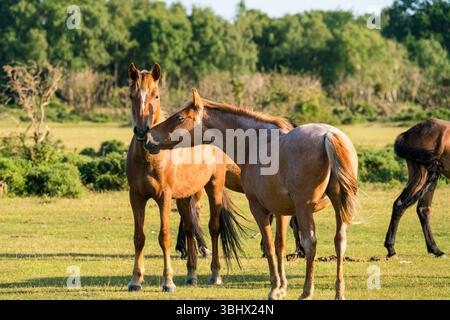 Ponys begrüßen sich und treffen sich abends in Gruppen Stockfoto