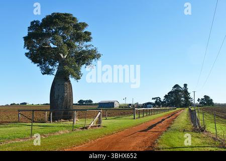Ein Flaschenbaum markiert einen Eingang zur Farm in South Burnett, Queensland, Australien Stockfoto