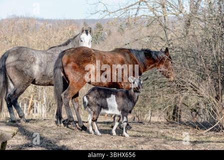 Gruppe von Tieren, zwei Pferde und eine Ziege auf der Weide im Winter. Stockfoto