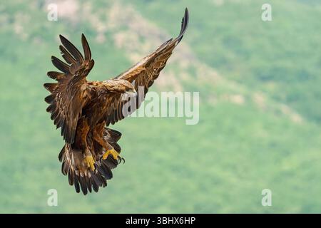 Goldadler (Aquila chrysaetos) im Flug mit ausgedehnten Flügeln und sichtbaren Krallen. Madrid, Spanien. Stockfoto