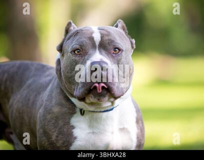 Ein muskulöser, kurzer und kräftiger amerikanischer Tyrannehund mit abgeschnittenen Ohren, die die Zunge herausragen Stockfoto