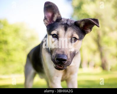 Ein niedlicher Schäferhund mit schlampigen Ohren, der auf die Kamera hinunter blickt Stockfoto