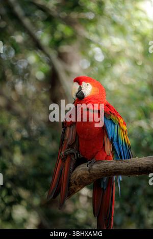 Ein leuchtender Scharlach auf einem Baumzweig, der sein markantes rotes, gelbes und blaues Gefieder in tropischer Waldlandschaft zeigt. Stockfoto