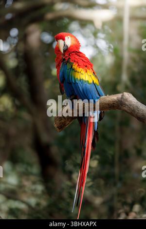 Ein leuchtender Scharlach auf einem Baumzweig, der sein markantes rotes, gelbes und blaues Gefieder in tropischer Waldlandschaft zeigt. Stockfoto