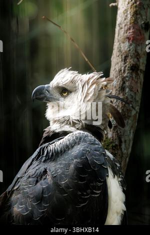 Nahaufnahme eines Harpyja-Adlers (Harpia harpyja) mit fast 180 Grad gedrehtem Kopf, was seine unglaubliche Nackenflexibilität zum Ausdruck bringt. Stockfoto