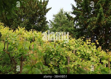 Weinberge im Garten des Petit Trianon Stockfoto