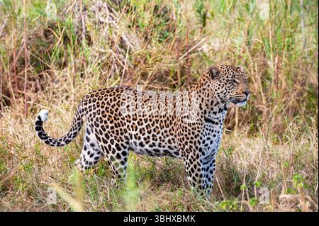 Leopard (Panthera pardus), männlicher Leopard im hohen Gras, Südafrika, Mala Mala Game Reserve Stockfoto