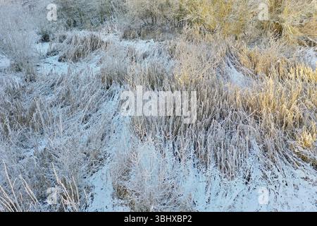 schilfgras, gemeines Schilf (Phragmites communis, Phragmites australis), Schilfgras im Winter mit Frost, Schnee und Eis, aus der Vogelperspektive, Deutschland Stockfoto