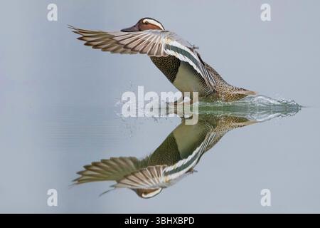 Garganey (Spatula querquedula, Anas querquedula), drake Landung in einem See, Reflexion, Italien, Toskana Stockfoto