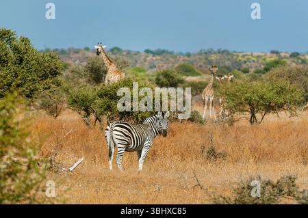 Gewöhnliches Zebra (Equus quagga), steht in der Savanne, Giraffen im Hintergrund, Botswana, Mashatu Game Reserve Stockfoto