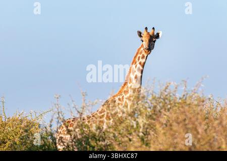 Angolanische Giraffe, Rauchgiraffe, Südgiraffe, Zweihörner-Giraffe, namibische Giraffe (Giraffa camelopardalis angolensis, Giraffa giraffa angolensis) Stockfoto