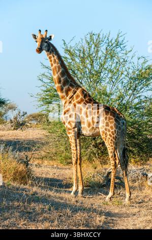 Angolanische Giraffe, Rauchgiraffe, Südgiraffe, Zweihörner-Giraffe, namibische Giraffe (Giraffa camelopardalis angolensis, Giraffa giraffa angolensis) Stockfoto