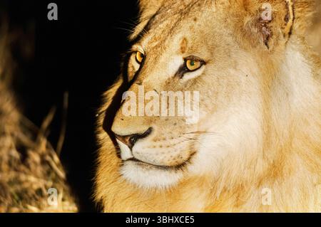 Barbary Lion (Panthera leo leo), Nahaufnahme Porträt eines männlichen Löwen bei Nacht, Südafrika, Mala Mala Game Reserve Stockfoto