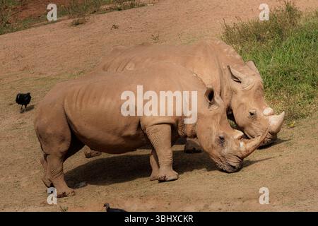 Weissnashörner (Ceratotherium simum), die auf Gras weiden. Grosse pflanzenfressende Säugetiere aus Afrika. Stockfoto