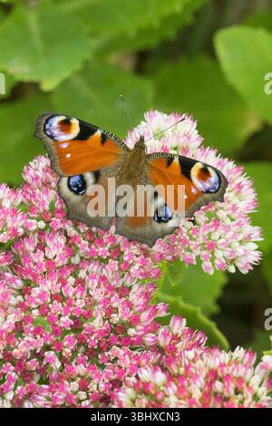 Pfauenfalter, Europäischer Pfau (Inachis io, Nymphalis io, Aglais io), auf Blüten von Hylotelephium, Deutschland Stockfoto