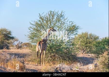 Angolanische Giraffe, Rauchgiraffe, Südgiraffe, Zweihörner-Giraffe, namibische Giraffe (Giraffa camelopardalis angolensis, Giraffa giraffa angolensis) Stockfoto