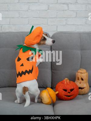 Jack Russell Terrier Hund im Kürbiskostüm neben Jack o Laterne auf dem Sofa. Stockfoto