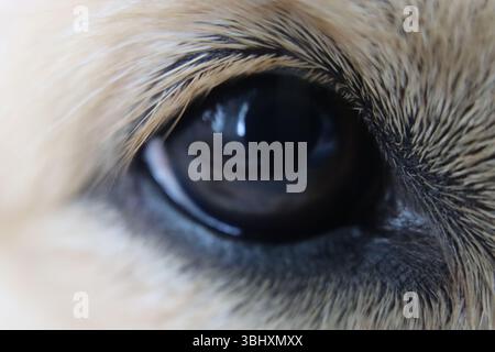 Ein Nahfoto eines goldenen Retriever-Auges. Stockfoto