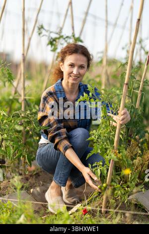 Frau mittleren Alters kümmert sich um Tomaten im Garten Stockfoto