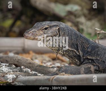 Nahaufnahme Portraitansicht des wilden asiatischen Wassermonitors aka varanus salvator am Inselstrand Lampung, Sumatra, Indonesien Stockfoto