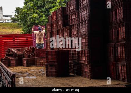 Marilia, Sao Paulo, Brasilien, 24. April 2025. Ein Arbeiter entlädt Plastikkisten voller Tomaten aus einem LKW in einem Obst- und Gemüselager im Cit Stockfoto