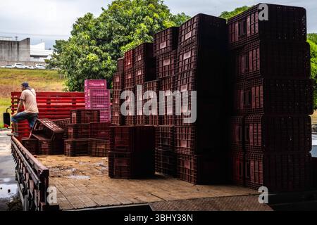 Marilia, Sao Paulo, Brasilien, 24. April 2025. Ein Arbeiter entlädt Plastikkisten voller Tomaten aus einem LKW in einem Obst- und Gemüselager im Cit Stockfoto