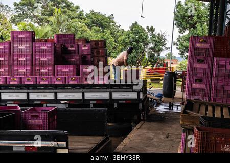 Marilia, Sao Paulo, Brasilien, 24. April 2025. Ein Arbeiter entlädt Plastikkisten voller Tomaten aus einem LKW in einem Obst- und Gemüselager im Cit Stockfoto