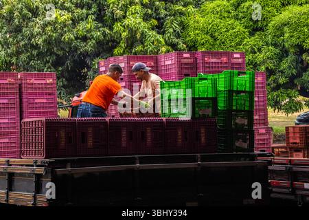 Marilia, Sao Paulo, Brasilien, 24. April 2025. Ein Arbeiter entlädt Plastikkisten voller Tomaten aus einem LKW in einem Obst- und Gemüselager im Cit Stockfoto