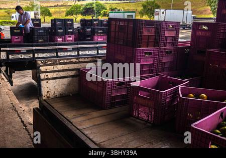 Marilia, Sao Paulo, Brasilien, 24. April 2025. Ein Arbeiter entlädt Plastikkisten voller Tomaten aus einem LKW in einem Obst- und Gemüselager im Cit Stockfoto