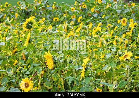Wunderschöne blühende Sonnenblumen auf einer Wiese auf dem Land Stockfoto