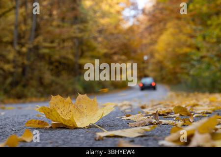 Straße durch einen Herbstwald, der mit gelben Blättern bedeckt ist, mit einem fahrenden Auto. Stockfoto