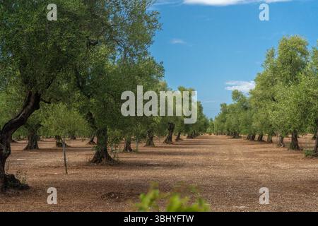 Blick auf ein Ölfeld in der Landschaft zwischen Bisceglie und Corato in Apulien im Sommer. Stockfoto