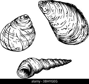 Ein Set Muscheln. Eine abgerundete Schneckenschale, eine größere gekrümmte Muschel und eine schlanke konische Spiralschale. Skizzieren Sie im Linienstil mit schwarzer Tinte Stock Vektor