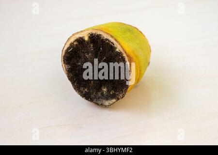 Halbgeschnittene, verfaulte Zitronenscheibe auf einer hellen Holzoberfläche. Verfall durch längere Lagerung in einer Küche. Stockfoto
