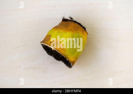 Verfaulte halbe Zitrone auf hellem Holz. In Scheiben geschnitten und verrottet in einer Küche für Tage. Draufsicht. Stockfoto