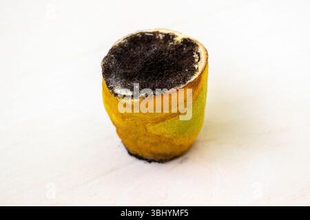 Verdorbene, halbgeschnittene Zitronenscheibe auf hellem Holz. In einer Küche, mit Anzeichen von fortgeschrittener Verrottung. Stockfoto