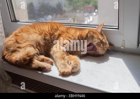 Rote Katze, die auf der Fensterbank liegt. Haustiere Stockfoto