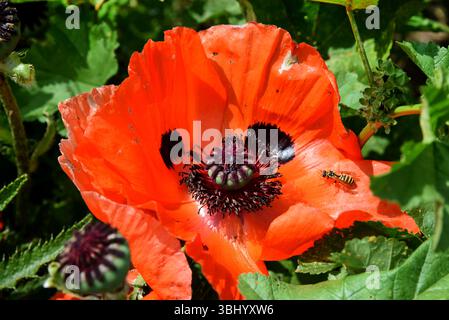 Leipzig, Deutschland. Juni 2025. Eine Wildbiene sitzt auf einer türkischen Mohnblume (Papaver orientale) in einem Garten. Die leuchtend orange-roten Blumen sind auch bekannt als Orientalische Mohnblumen, Orientalische Mohnblumen, Gartenmohn, Feuerkohl und mehrjährige Mohnblumen. Quelle: Waltraud Grubitzsch/dpa/Alamy Live News Stockfoto