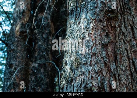 Nahaufnahme der Baumrinde in dichtem Wald Stockfoto
