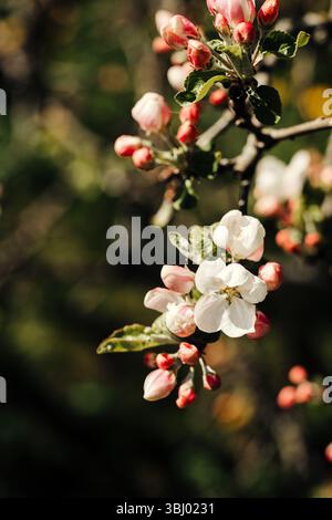 Nahaufnahme einer Apfelblüte mit rosafarbenen Knospen vor einem weichen, grünen Hintergrund bei warmem Sonnenlicht. Das Bild fängt die zarte Schönheit und die lebendige Atmosphäre ein Stockfoto