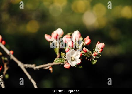 Nahaufnahme einer zarten Apfelblüte in voller Blüte, umgeben von leuchtenden rosa Knospen und frischen grünen Blättern auf einem Zweig, die sich auf einer weichen, verschwommenen na befinden Stockfoto
