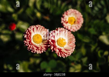 Nahaufnahme der bezaubernden rosa und weißen bellis perennis Blumen, die sich im Sonnenlicht sonnen. Diese zierlichen Gänseblümchen symbolisieren mit ihrer vibra das Wesen des Frühlings Stockfoto