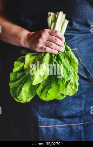 Eine Person, die eine dunkle Schürze trägt, hält ein frisches Blattgrün. Das leuchtend grüne Gemüse bildet einen erfrischenden Kontrast zum dunklen Stoff b Stockfoto