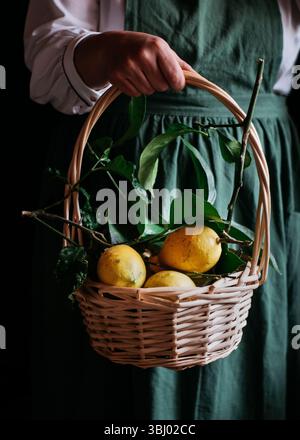 Eine Nahaufnahme eines Korbkorbs, gefüllt mit frischen, Reifen Zitronen, gehalten von einer Person, die eine grüne Schürze trägt. Das leuchtende Gelb bildet einen schönen Kontrast zum Th Stockfoto
