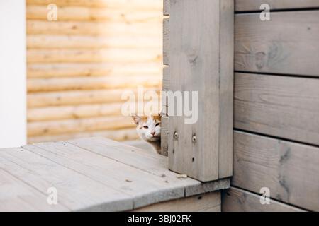 Eine neugierige Hauskatze blickt hinter einer hölzernen Ecke vor dem Haus heraus, umgeben von dem warmen Licht des natürlichen Lichts. Seine neugierige Augenkappe Stockfoto